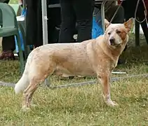 Red Australian Cattle Dog