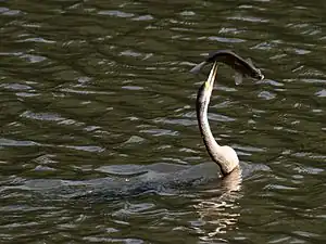 Female bringing fish to shore