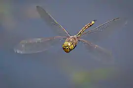 Australian Emperor dragonfly (Insecta)