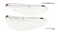 Female wings