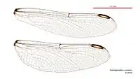 Female wings