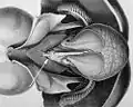 Mantle cavity of a mature female. Arrow points to the epirenal body, the function of which is unknown.