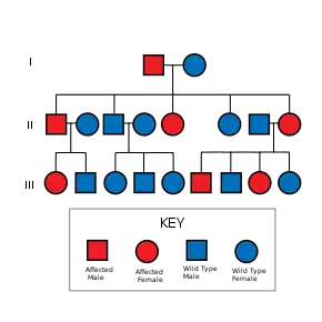 Pedigree chart