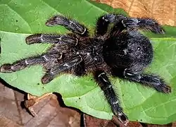 Avicularia hirschii female