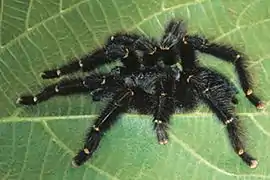 Avicularia rufa male