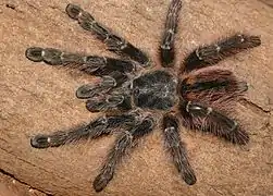 Avicularia taunayi female