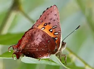 wing undersides, male