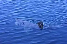 A basking shark feeds in the Dursey Sound.