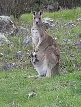 Wildlife on Farrer Ridge adajent to suburban houses, mother and baby kangaroo (2016)