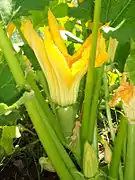 Baby zucchini