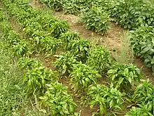 Bacterial leaf spot on pepper plants