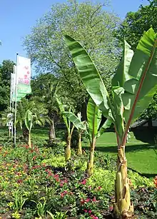 Bad Lippspringe 2017: Banana trees in Arminius Park