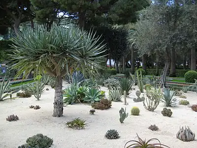 Cactus garden near the Shrine of the Báb