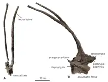 Pieces of fossilized bone from the neck of the dinosaur showing extended spines