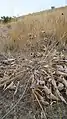 Balsamorhiza sagittata dry plants in fall that are dormant