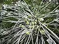 Balsamorhiza sagittata leaves sprouting from mature plant in early spring