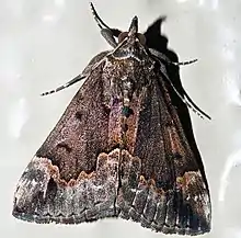 Baltimore Hypena - Hodges#8442 (Hypena baltimoralis)