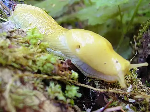 A banana slug