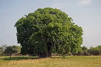 Image 14BaobabPhotograph: Muhammad Mahdi KarimAdansonia digitata is a sub-Saharan African species of baobab tree. The genus, scientifically known as Adansonia, consists of nine species native to Madagascar, Africa, Arabia and Australia, and can reach heights of 5 to 30 m (16 to 98 ft) with trunk diameters of 7 to 11 m (23 to 36 ft).More selected pictures