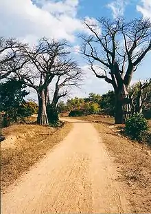 Baobab trees