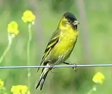 Black-chinned siskin