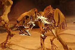 6th saber-tooth instance: Barbourofelidae (Feliformia, Carnivora) – Barbourofelis skeleton