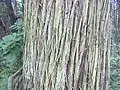 Close up of bark, Blue Hills Reservation in Massachusetts