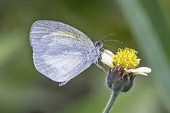 E. d. eugenia, Honduras