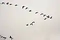 Bar-headed geese in flight