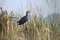 Grey-headed Swamphen breeds here in numbers