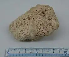 Basidiomycetes-X (a hyphal mass)