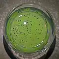 Basil seeds in a melon-flavored drink