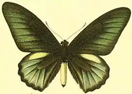 Male - illustration from The Macrolepidoptera of the World Vol. 5.