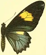 B. b. belus female-f. amazonis R. and J, which resembles the female of subspecies varus