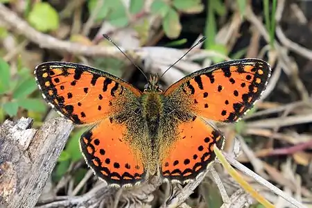 Baumann's mountain fritillary, Issoria baumanni excelsior, Volcanoes National Park, Rwanda