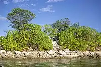 Image 32Scaevola taccada and Guettarda speciosa grow near the beach on Nanumea Atoll (from Geography of Tuvalu)