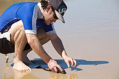 Catching beach worms, Seal Rocks, NSW, Australia