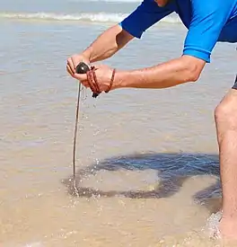 Catching beach worms, Seal Rocks, NSW, Australia