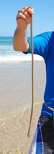 Catching beach worms, Seal Rocks, NSW, Australia