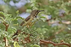 juvenile C. p. pulchellusGambia