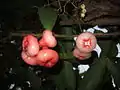 Fruit in the tree