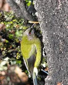 Image of New Zealand Bellbird feeding on honeydew on the trunk of a mountain beech tree. Craigeburn Forest.