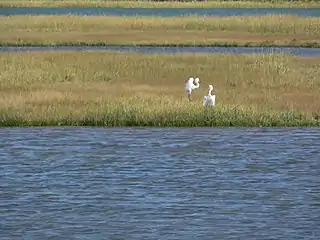 Great egrets