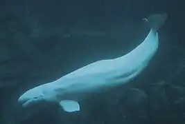 Beluga whale