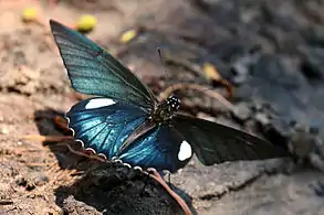 B. b. belus maleCristalino River, Southern Amazon, Brazil