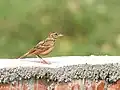 In Kolkata, West Bengal, India