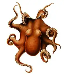 Benthoctopus levis