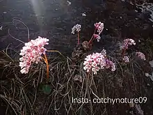 Bergenia Ciliata flower