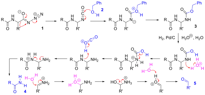 Mechanism of the Bergmann degradation