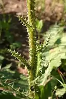 Berkheya radula